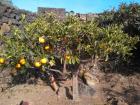 Azienda Agricola Emanuela Bonomo