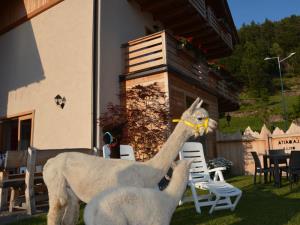Allevamento Alpaca in Val di Fiemme - La Fattoria delle fate